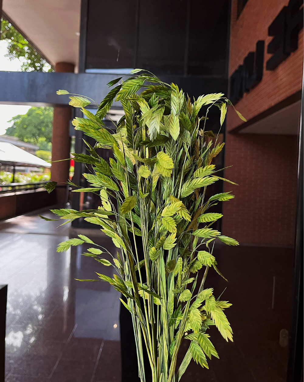 Chasmanthium Verde