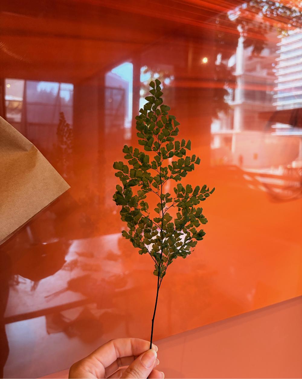 Lutti Fern