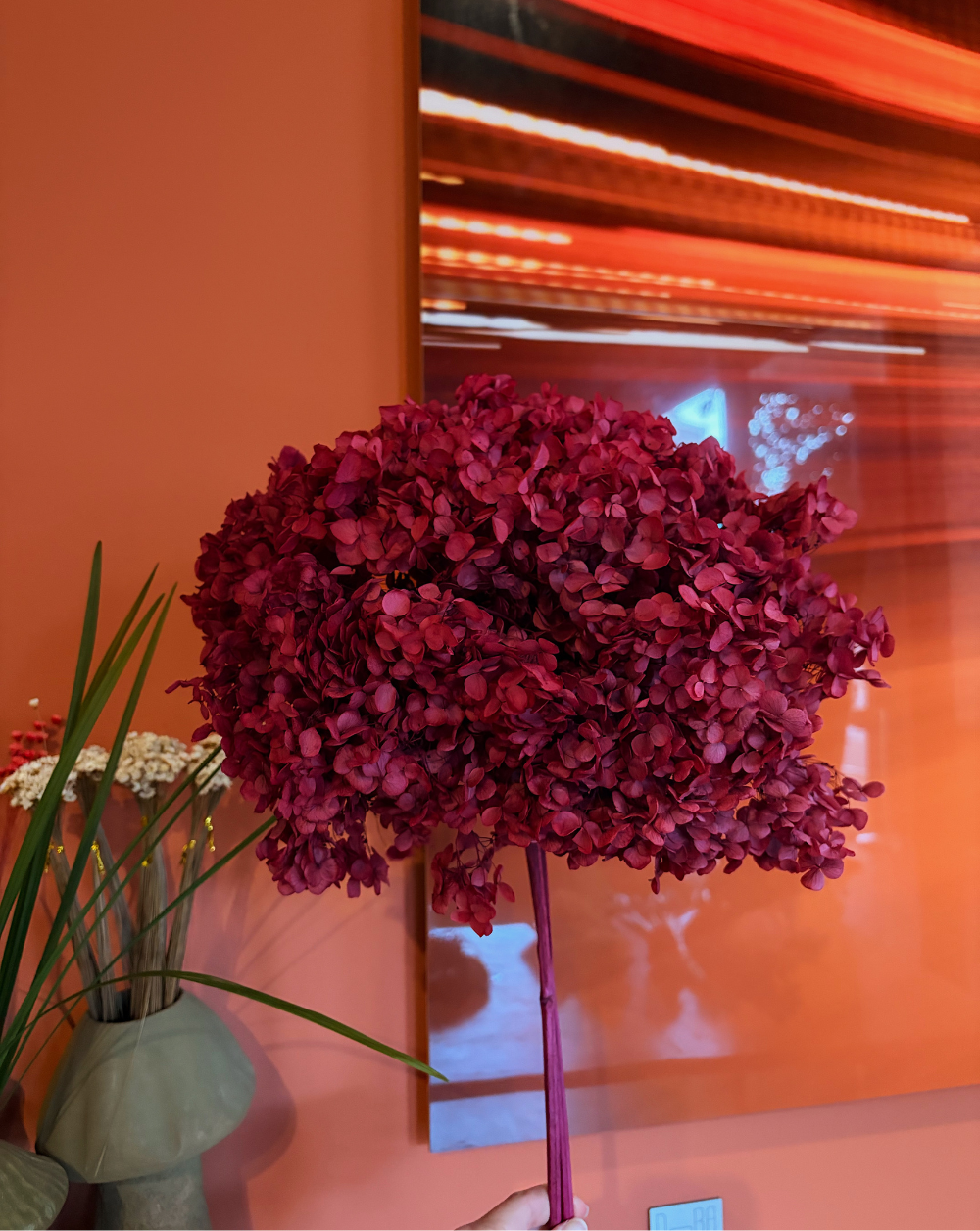 Hortensia Marsala Talla XL