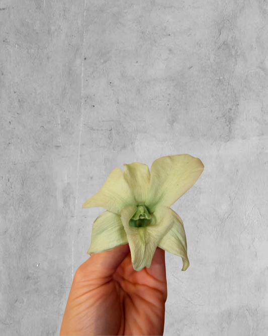 Orquidea preservada color verde claro