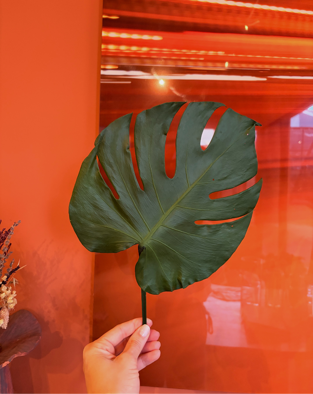 Monstera preservada