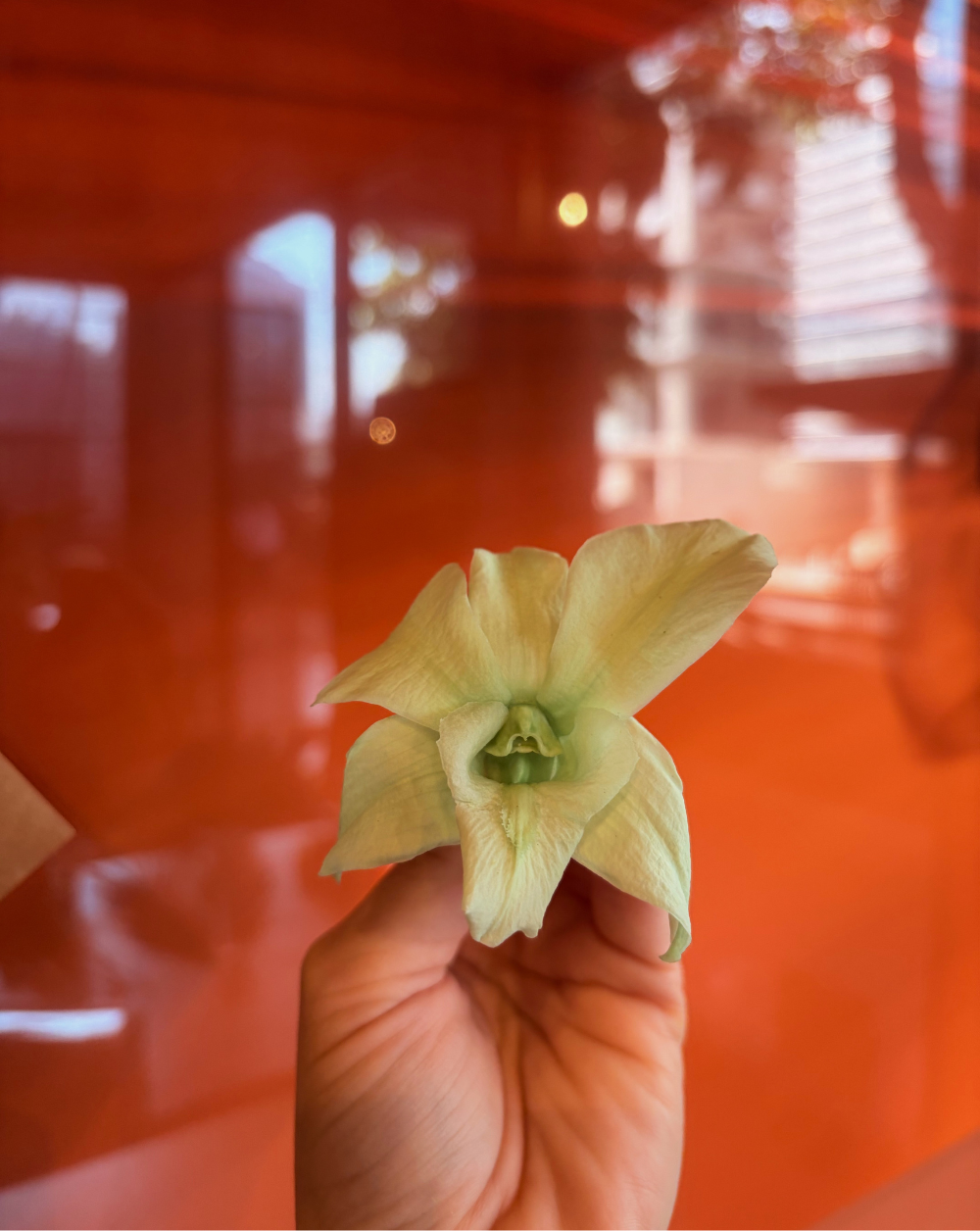 Orquidea preservada color verde claro