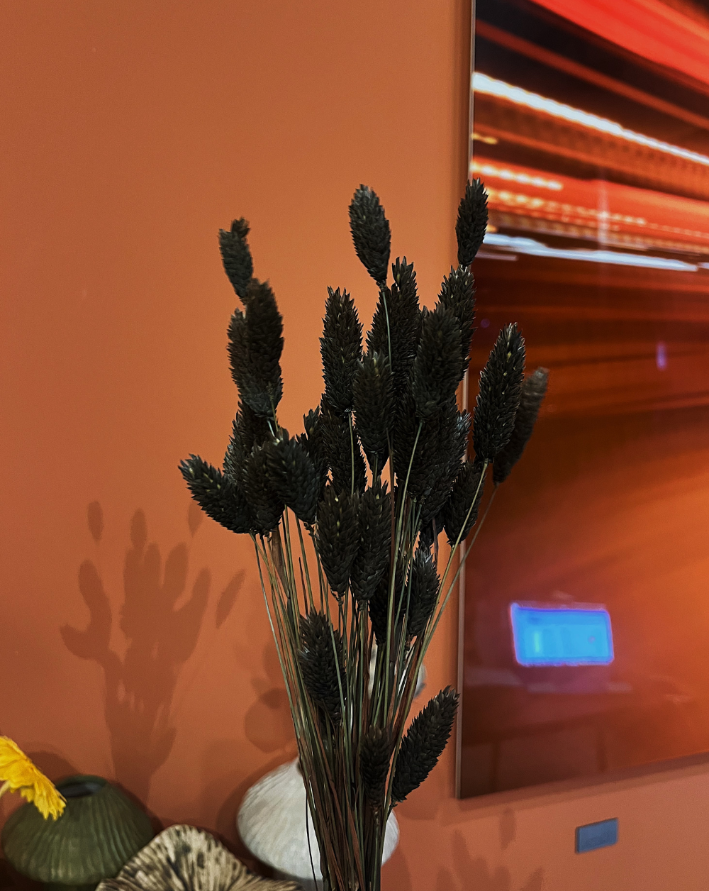 Phalaris negro