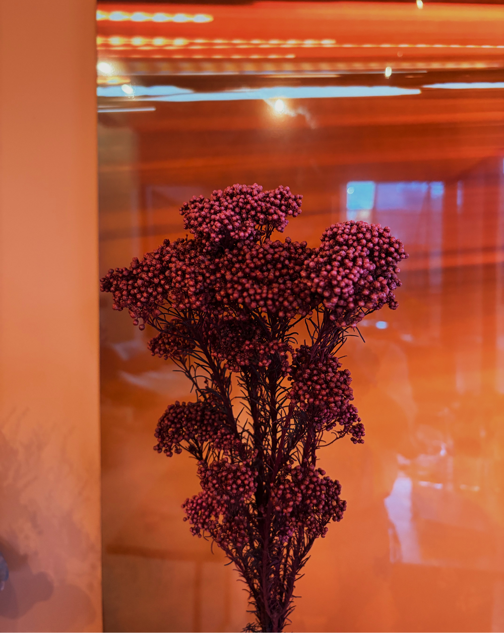 Rice Flower Vinotinto