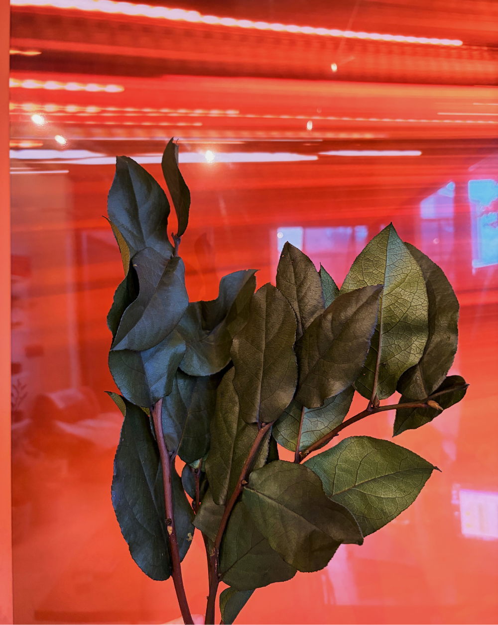 Salal Verde