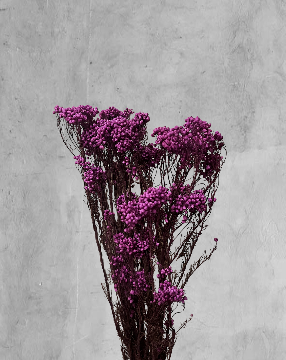 Rice Flower Morado