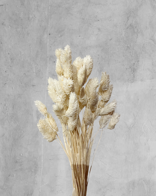 Phalaris Blanco