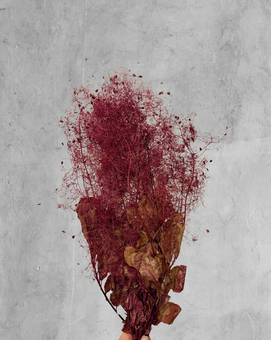 Smoke Bush Morado