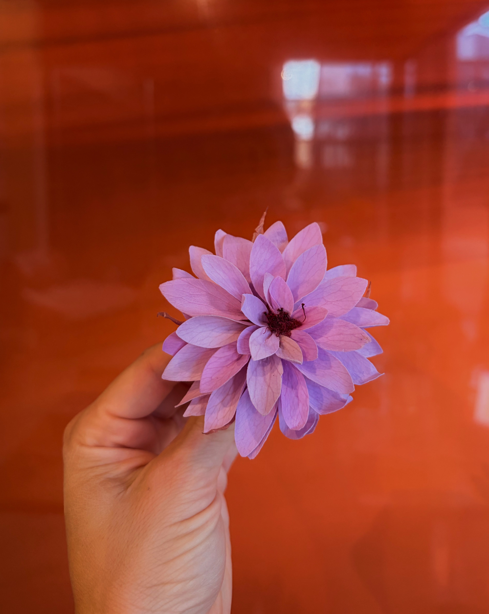 Dahlia Lavender