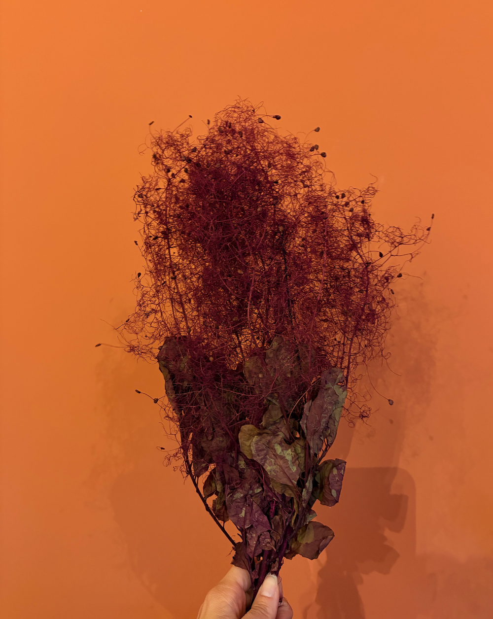 Smoke Bush Morado