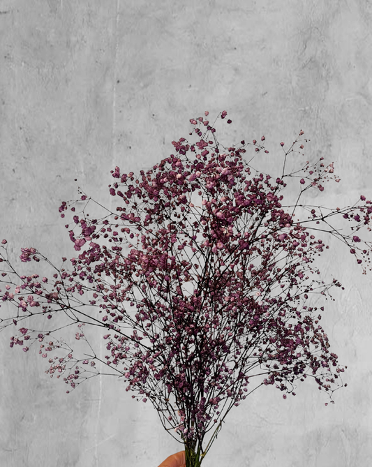 Gypsophilas Moradas