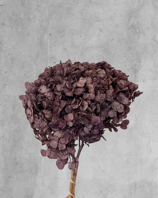 Hortensia Morada