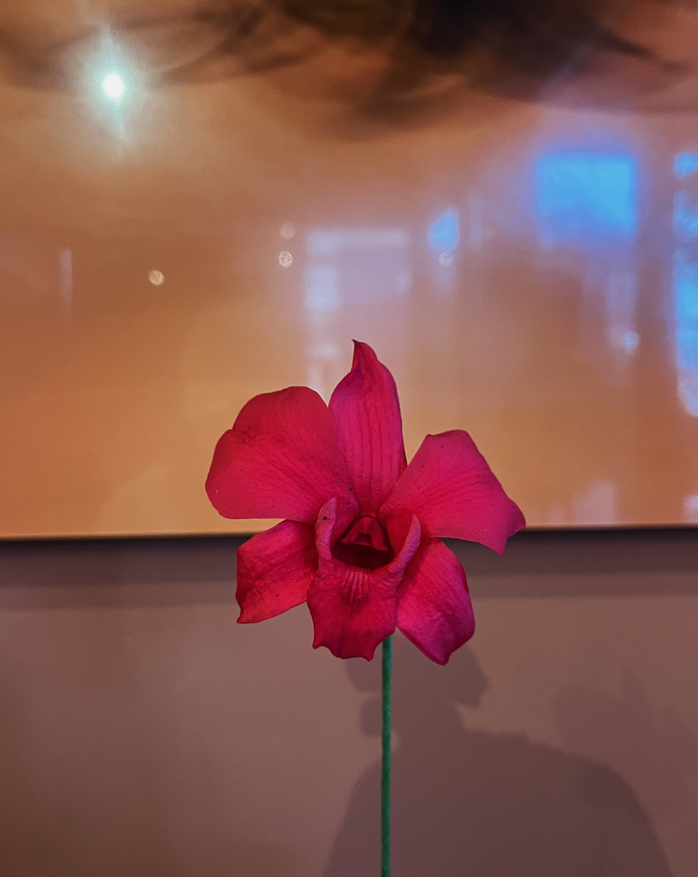 Orquidea Preservada Fucsia