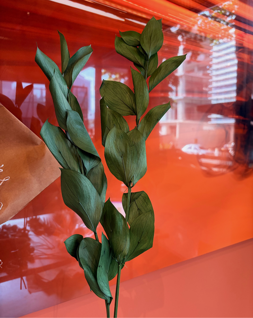 Ruscus Verde