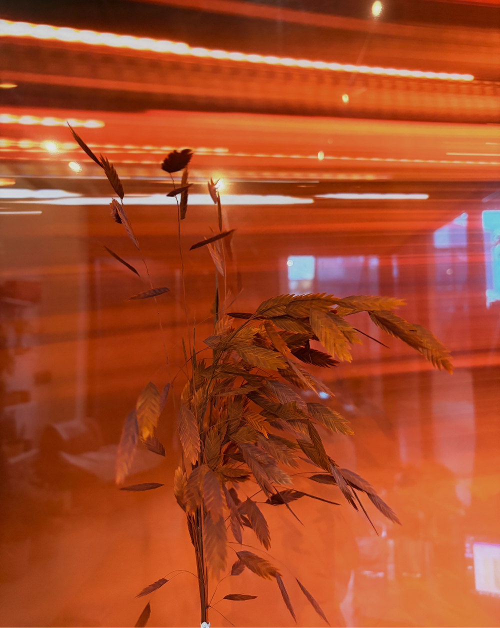 Chasmanthium Terracota