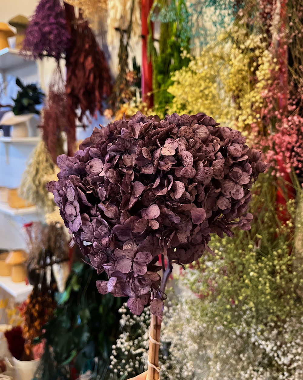 Hortensia Morada