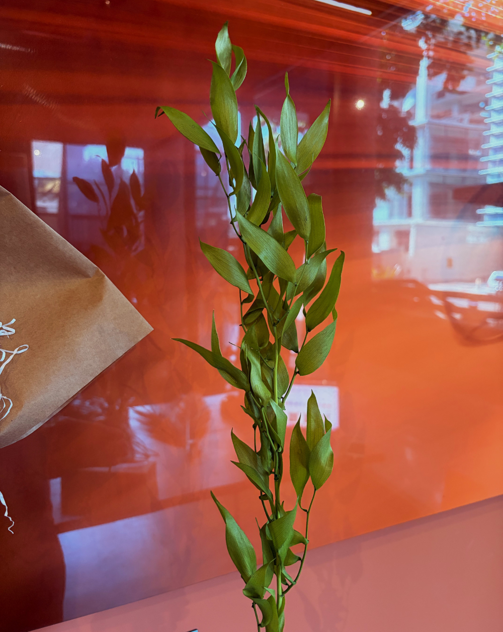 Ruscus Italiano Verde Limón