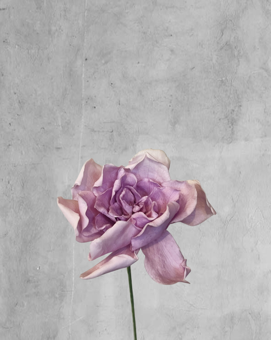 Gardenia morada
