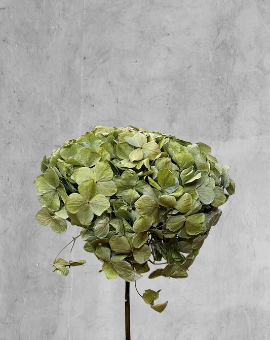Hortensia Verde