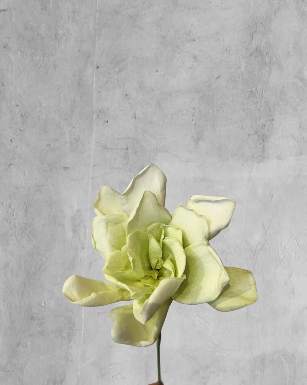 Gardenia verde manzana