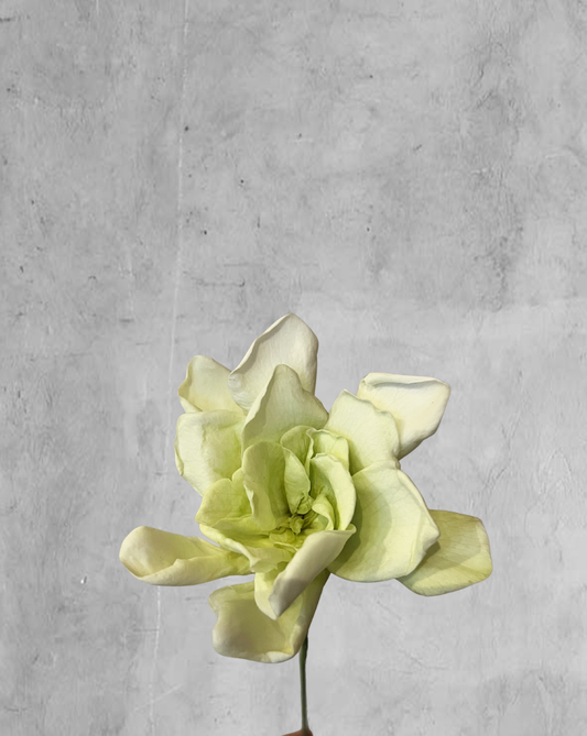 Gardenia verde manzana