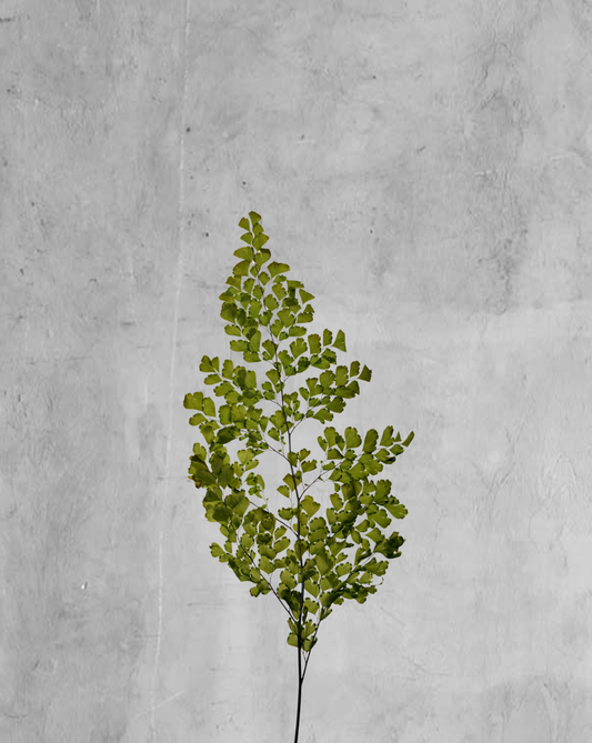 Lutti Fern