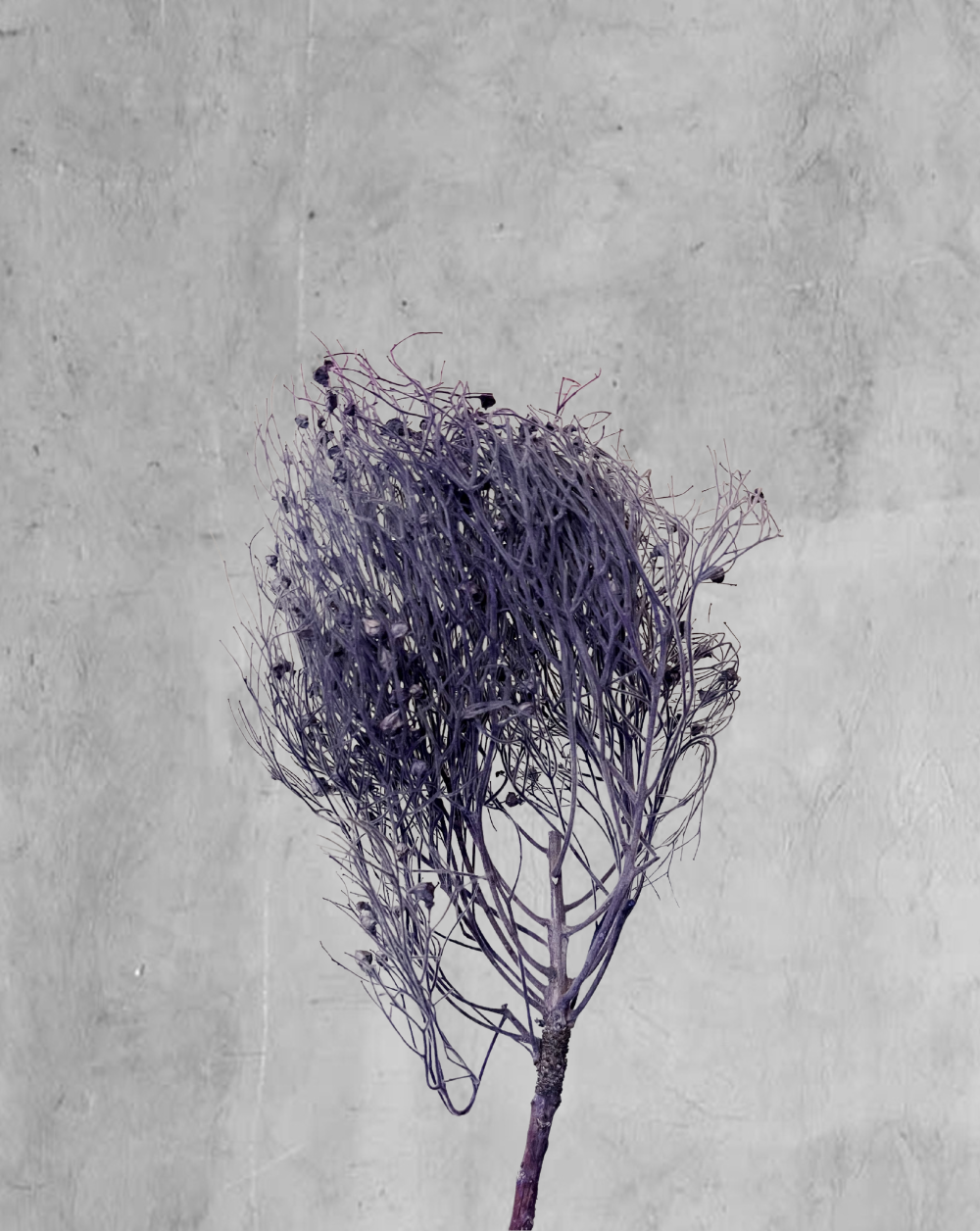 Dream Grass Morado
