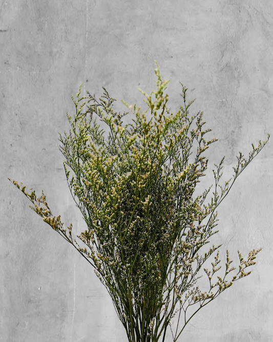 Caspia Verde