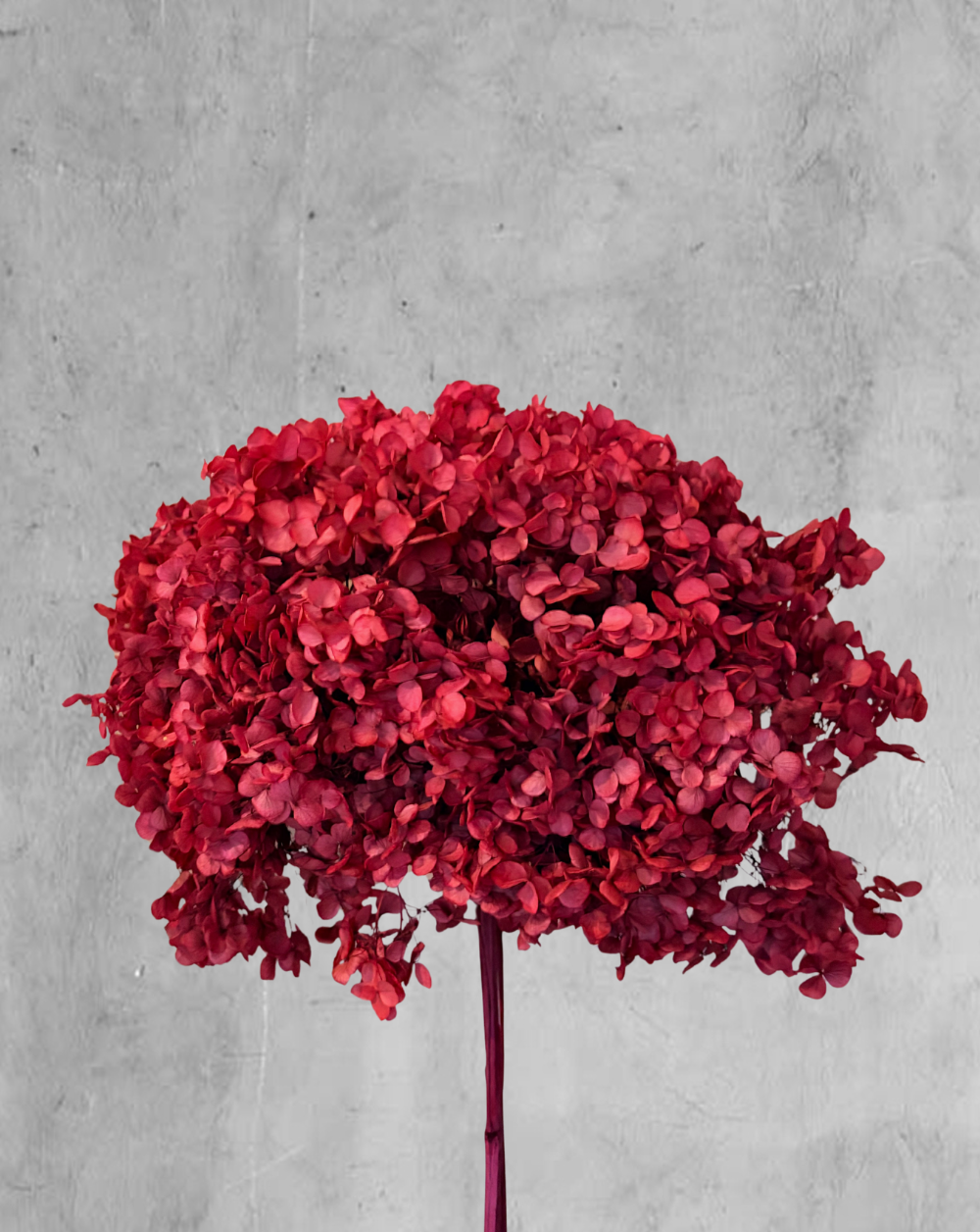 Hortensia Marsala Talla XL