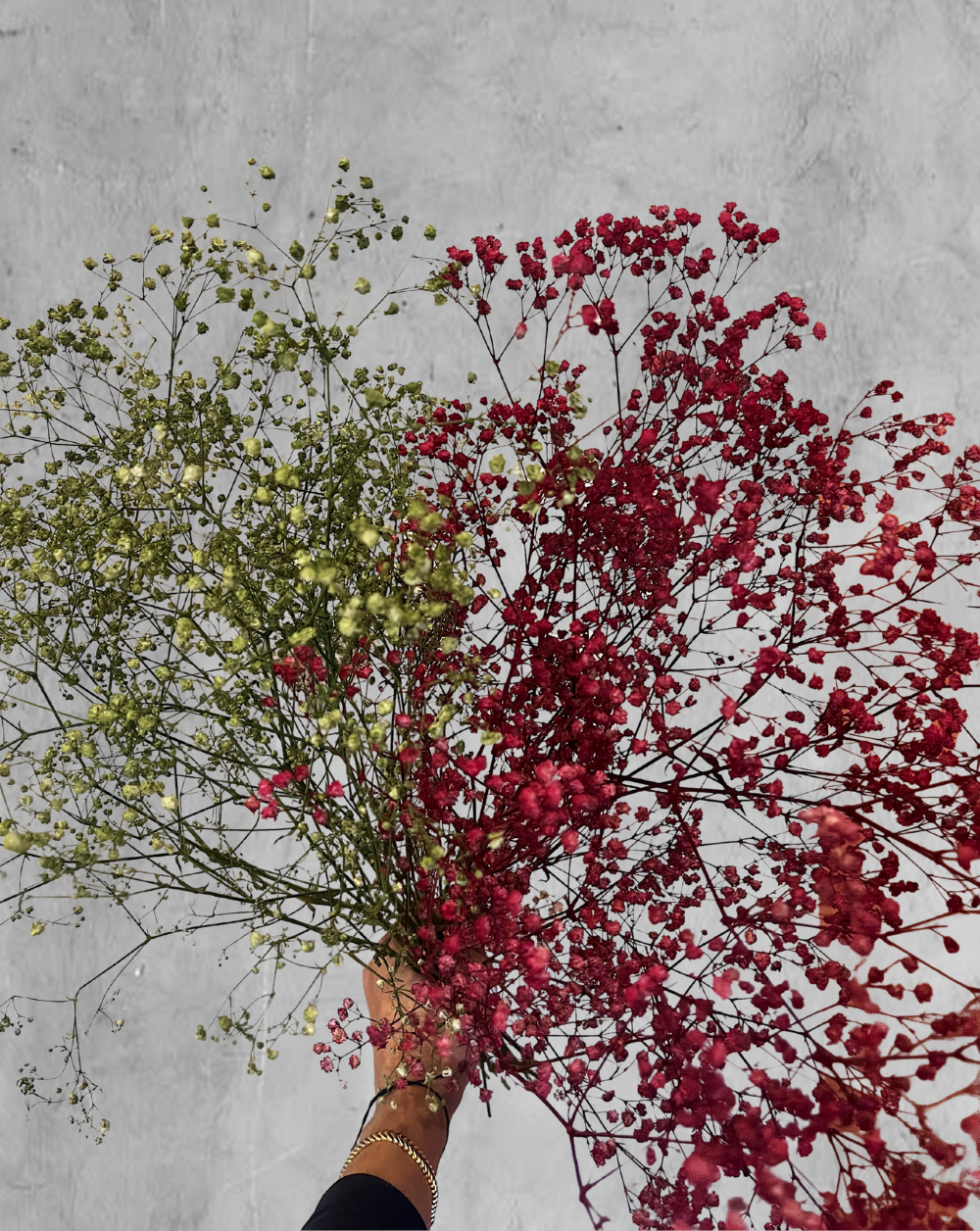Gypsophilas Vinotinto