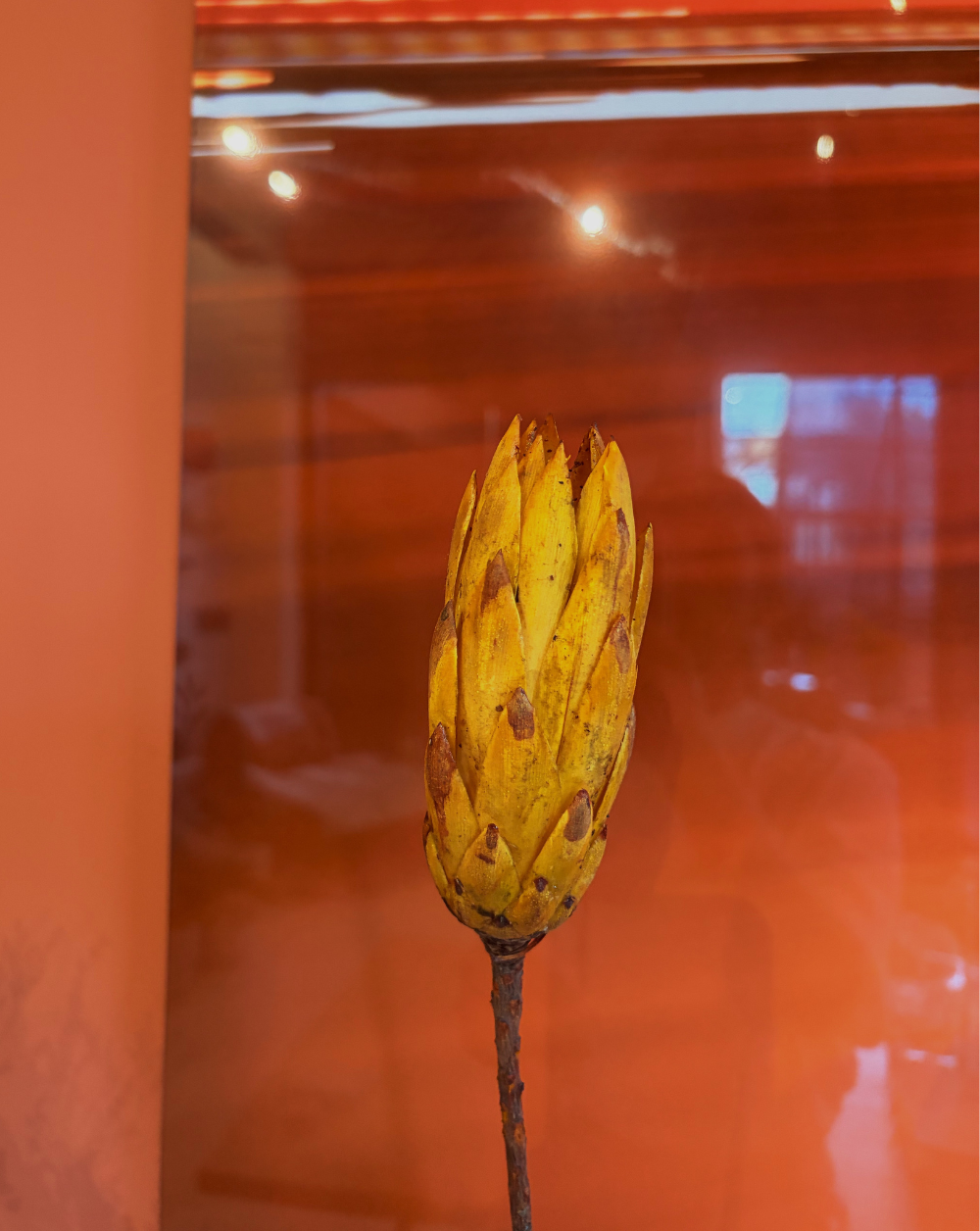 Protea Repens Amarilla