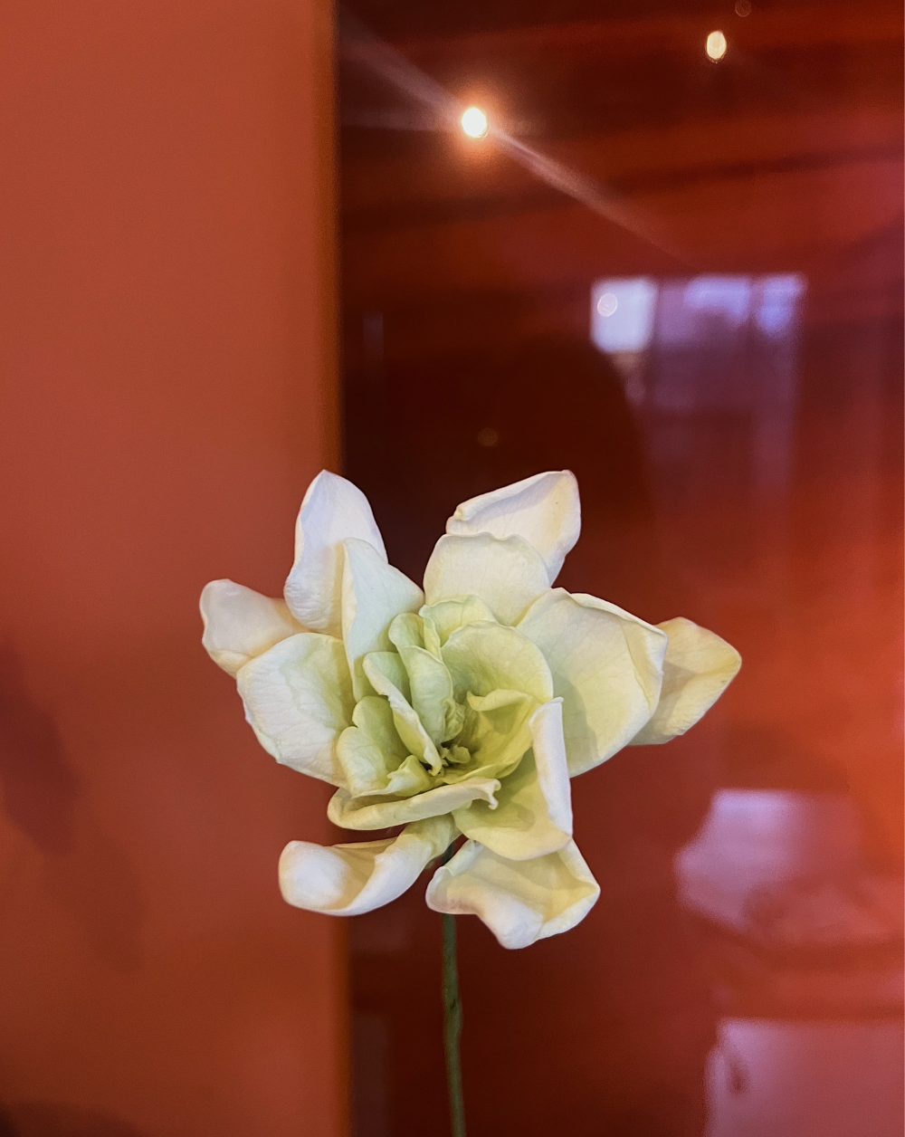 Gardenia verde manzana