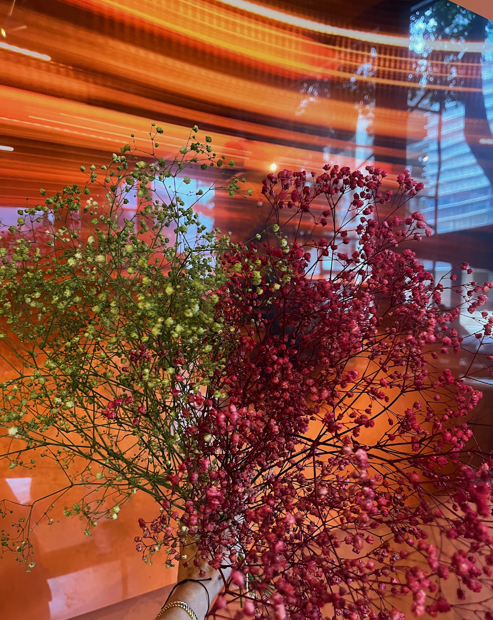 Gypsophilas Vinotinto