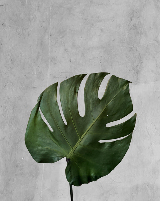 Monstera preservada