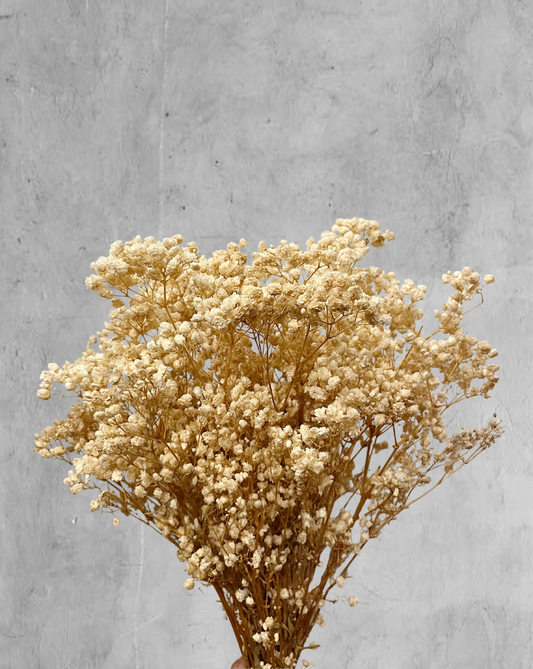 Gypsophilas Clásicas Beige