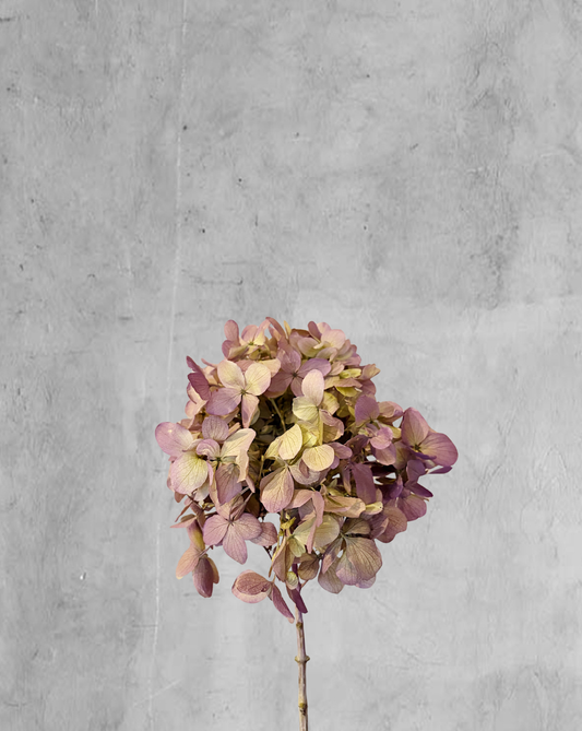 Hortensia bicolor Verde/Morado talla M