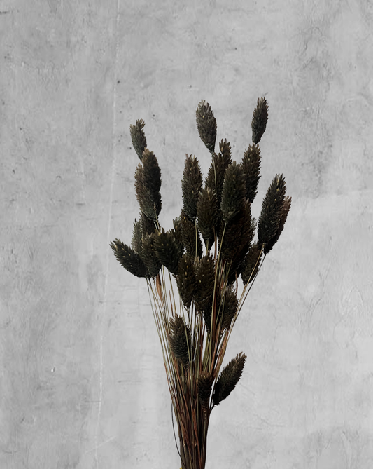 Phalaris negro