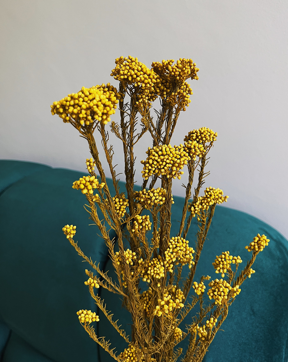 Rice Flower Amarillo