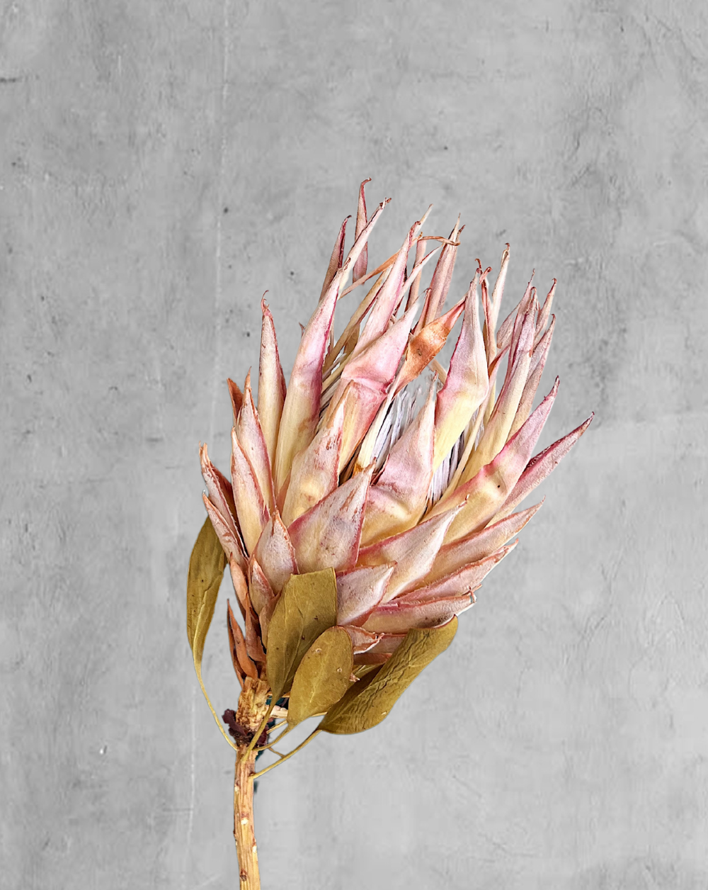 Protea Reina