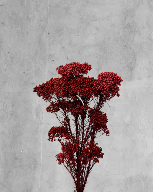 Rice Flower Vinotinto