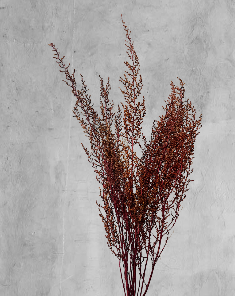 Stoebe Rojo