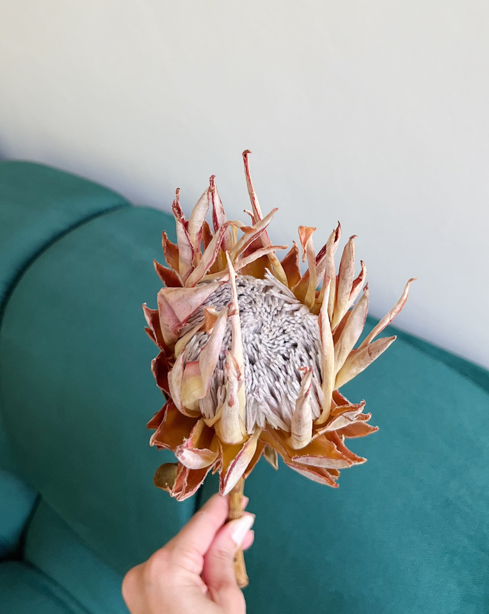 Protea Reina