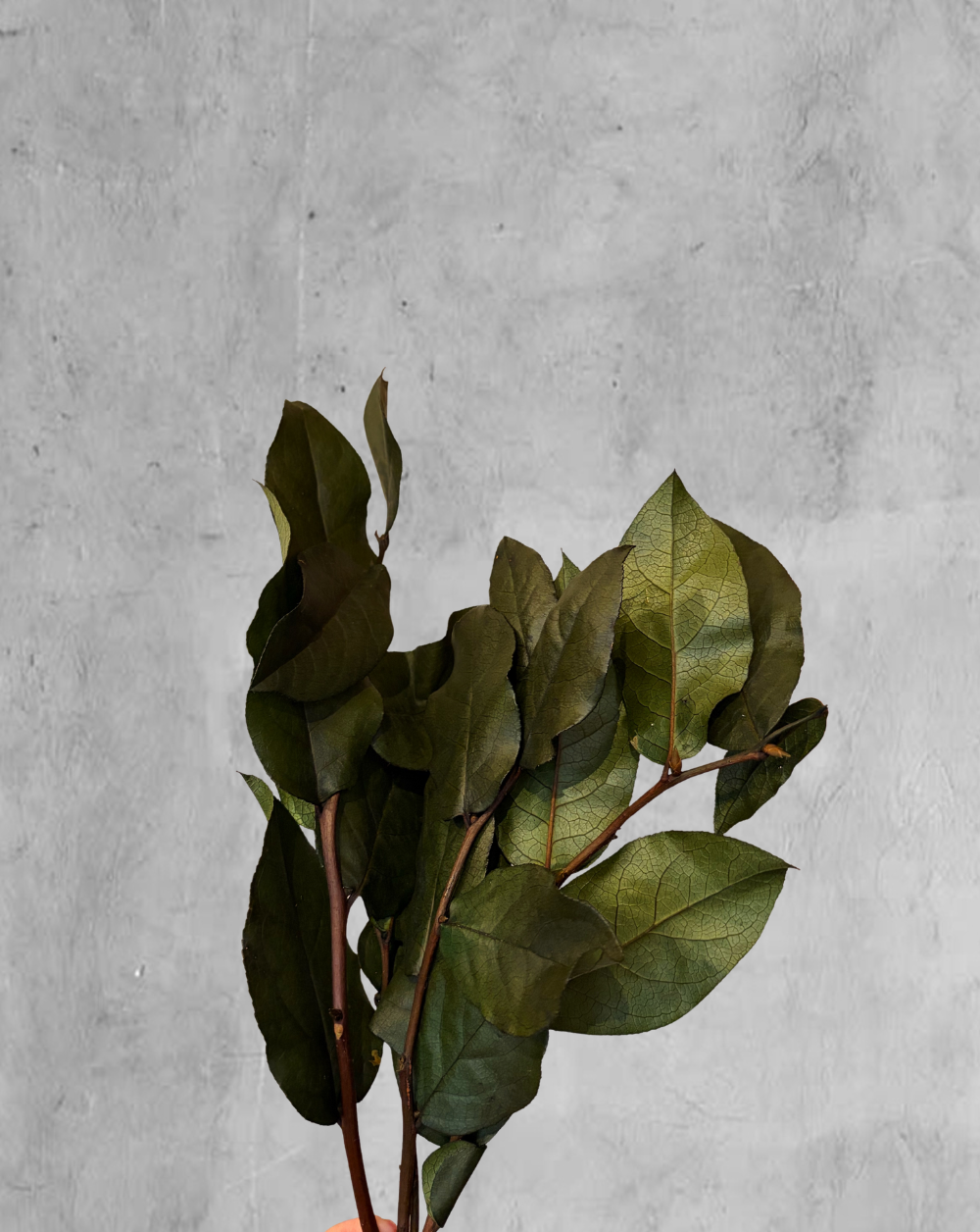 Salal Verde