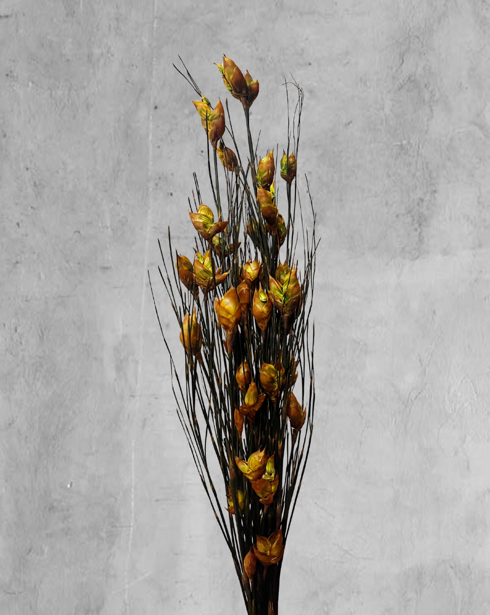 Bell Grass