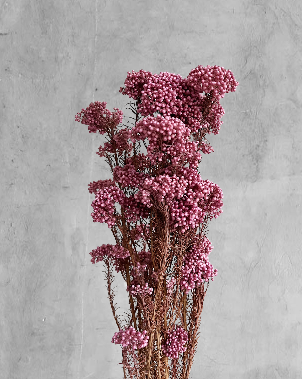 Rice Flower Rosadas