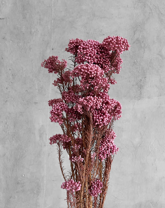 Rice Flower Rosadas