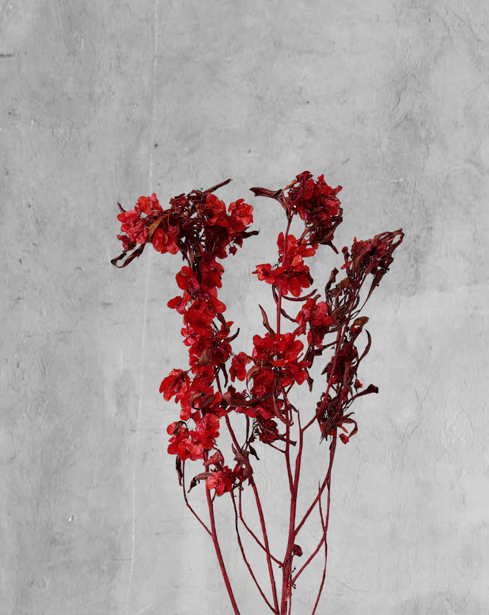 Dodonaea Roja