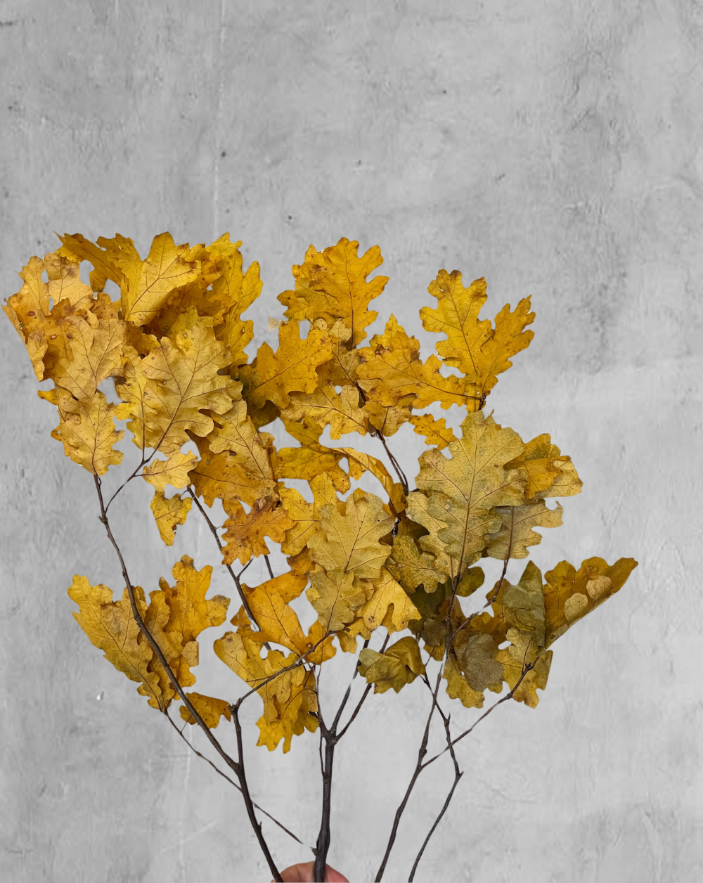 Oak Amarillo