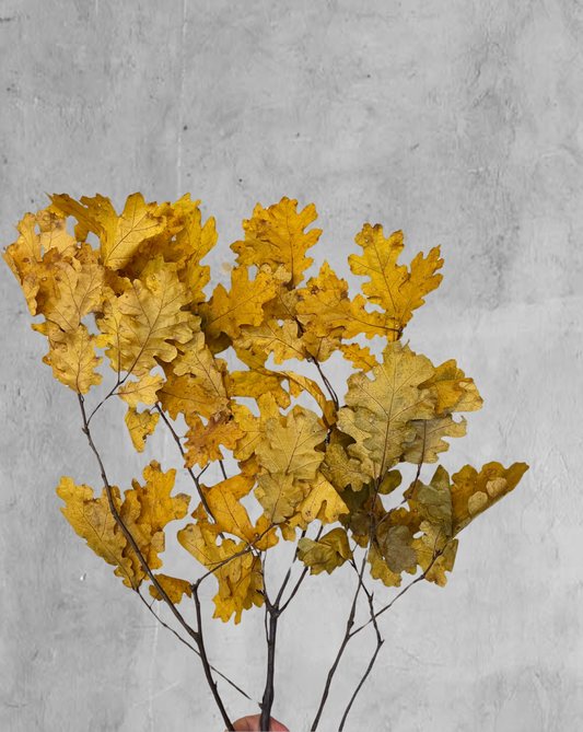 Oak Amarillo