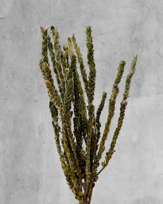 Buxifolia Verde
